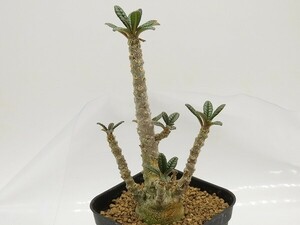 ■[W167]gigas　ギガス　実生苗　ヤマト運輸 【多肉植物　Dorstenia　ドルステニア】