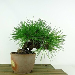 盆栽 松 黒松 樹高 上下 約22cm くろまつ Pinus thunbergii クロマツ マツ科 常緑針葉樹 観賞用 現品