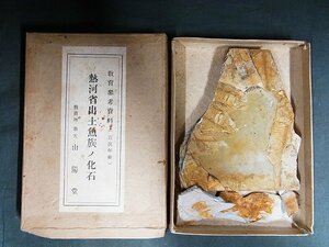A4720 満州 奉天山陽堂 熱河省出土 魚の化石
