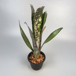 ビルベルギア ☆ Billbergia Domingos Martins ★ タンクブロメリア