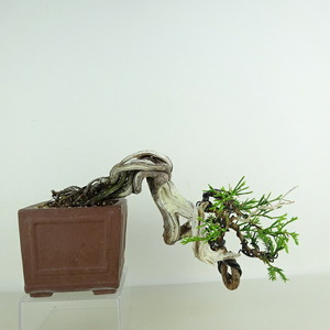 盆栽 真柏 樹高 上下 約12cm しんぱく Juniperus chinensis シンパク “ジン シャリ” ヒノキ科 常緑樹 観賞用 小品 現品