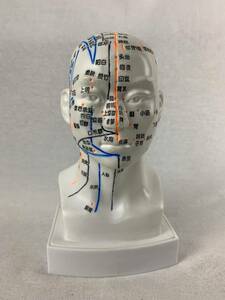 手刻 超きれい／人体模型 頭部 鍼灸模型 最新モデル 19㎝