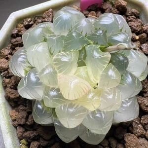 多肉植物　ハオルチア　姫オブツーサ錦　透明窓　超美品