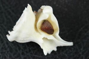 ミズスイガイ　44㎜ 　タカラガイ　貝標本　貝殻