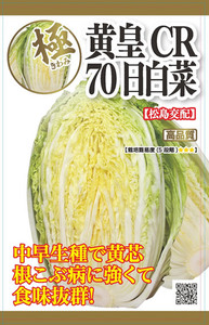 送料無料　黄皇ＣＲ　７０日白菜　３０粒