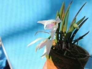 T♪小型洋蘭　Leptotes Spring Color　 洋ラン