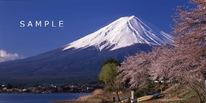あの山の写真 / 春の富士山 画像サイズ：約230×470mm