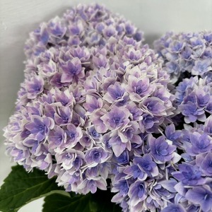 ●アジサイ●　プリンセスシャーロット　あじさい　紫陽花　5号鉢　鉢植えアジサイ