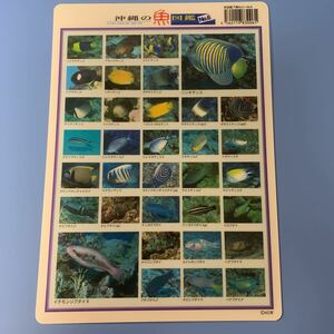 下敷き　沖縄の魚図鑑　No5 & No6 1枚　沖縄県　土産　海　観光