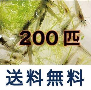 ミナミヌマエビ200匹+α 釣り餌　生き餌3