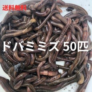 送料無料 天然 ドバミミズ 50匹 6cm〜15cm前 うなぎ釣り 川釣り 生き餌 エサ　爬虫類 シマミミズ シーボルトミミズ 