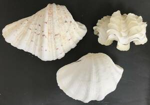 M317 貝殻 標本 貝 シャゴウ 約235㎜ ミガキシャゴウ 約200㎜ ヒレジャコ 約165㎜ 3個セット