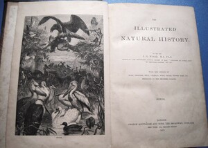 木口木版多数！「J.G.ウッド『図解自然史 鳥 The Illustrated Natiural History...Bird』1873」