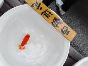 光らんちゅう 　2才会入賞魚　約１５cm　雄　B