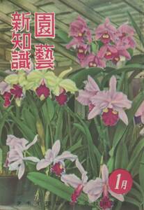 ■園芸新知識　昭和28年1月号　検：玉利幸次郎・岡本勘治郎・津田仙・大日本園芸会・伊藤重兵衛・日本桜草・バラ新・福羽逸人