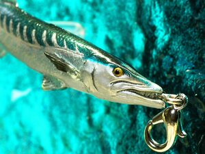 ★お魚携帯ストラップ　オニカマス　珍しいバラクーダSEAストラップ・ダイバーズアクセサリー