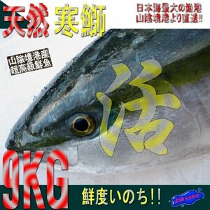 【鮮度抜群】「天然ブリ9-10kg」山陰境港、朝どれ直送！！