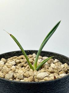 ユッカ エンドリッキアーナ Yucca endrichianaメキシコ原産 国内実生 塊根植物 コーデックス 小型種　ユッカ レア　希少種 塊根ユッカ