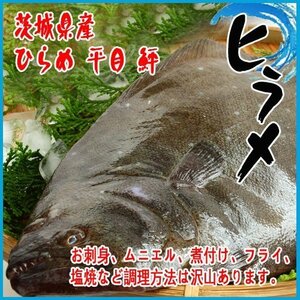 【業務用】活〆 ヒラメ 一尾２kg以上 茨城県産 ヒラメ ひらめ 平目 鮃