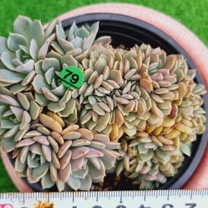 G0430-G179 エリザ綴化 エケベリア 多肉植物 韓国苗