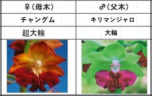 60えびね欄　４６１　チャングム×キリマンジャロ　1-2作以降初花見込苗　山野草エビネラン