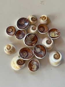 ①オシャレな貝殻☆サザエのふた　水槽や、インテリア、置き物、アート、加工品に