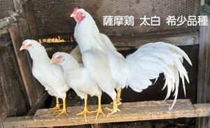 天然記念物薩摩鶏【鹿児島産】太白(たいはく)【食用有精卵6個】YouTubeみっちー薩摩鶏で親鶏を確認してください。