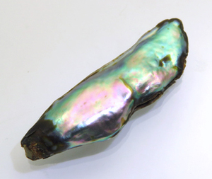 2558【一級品】アバローンパール 4.95ct 貴重な天然アワビ真珠 北カリフォルニア : 瑞浪鉱物展示館 【送料無料】