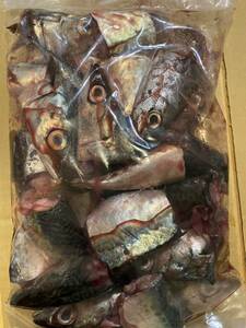 冷凍エサ　集魚　コマセ　サバ　メジカ　ソウダ　カマス一括冷凍　釣り餌　釣りエサ　船釣り　根魚　青物　大型魚　テンヤ　クエ　など　　