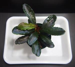 Bucephalandra sp Capek-Ⅱ【AZ0212-X】AZ便 ブセファランドラ