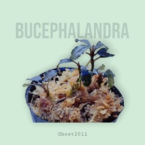 【ブセファランドラ】Bucephalandra sp. Ghost 2011 水上葉【ゴースト】