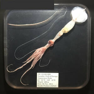 深海生物 深海 深海標本 超 希少 樹脂標本 「ユウレイイカ」　標本 博物館　深海展