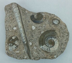 化石② 約６．７㎏ アンモナイト 直角貝 巻貝 標本 貝殻 古代生物 貝群体 コレクター 希少 