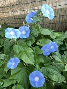 素朴な水色の朝顔の種　アサガオの種　あさがおの種　原種系　スカイブルー