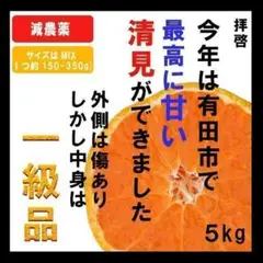 訳あり！減農薬!濃くて甘くて安心で安い！清見オレンジ きよみ 有田みかん 5kg