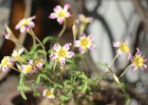 Oxalis Peacock 球根 秋咲き品種 ユニークな花びらです 残少