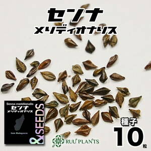 【種子10粒】　センナ・メリディオナリス種子