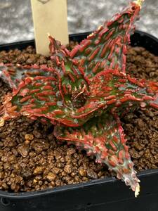 Aloe hybrid ③ アロエ ハイブリッド 実生 多肉植物 