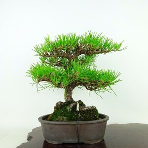 盆栽 松 黒松 樹高 約23cm くろまつ Pinus thunbergii クロマツ マツ科 常緑針葉樹 観賞用 現品