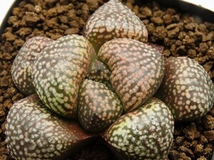 ■[W050]海ほたるF2×海ほたるF1　実生　未繁殖　ヤマト運輸 【多肉植物　Haworthia　ハオルチア　ハオルシア】