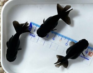 ★☆黒らんちゅう・二歳魚・約5.5〜6㎝・3匹（雄2・雌1）☆★