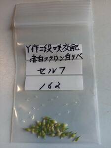 斑入り山野草　雪割草種子　Y 二段咲交配赤白覆輪白しべ　セルフ　№　１６２　送料無料。