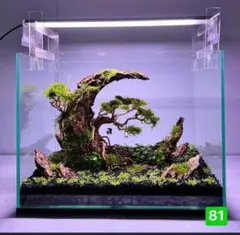 TTD 99 サンプル製品セット。水槽  。流木　。 水族館。 水生植物。