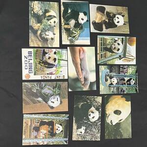 送料185円～【保管品】中国 北京動物園 ジャイアントパンダ 大猫熊 ポストカード お土産 葉書はがき 写真ハガキ