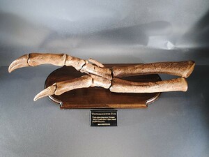 ◆Tyrannosaurus REX HAND＆Forearm bone T・REXハンド&前腕骨オリジナルレプリカ 先端精密復元 博物館クラス 教材 ◆