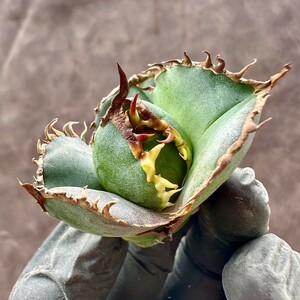 【Lj_plants】 W307 貴重な希少種 アガベ チタノタ 緋紅牡丹 極上強棘 最も特殊な品種 極上子株1株 