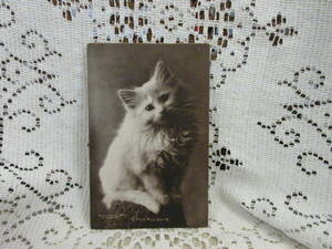 USA製　アンティーク　ポストカード　絵葉書　写真印刷　白いネコ　猫　未使用