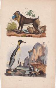 フランスアンティーク 博物画　 『哺乳類　鳥類　Manrbot　Mandril　ペンギン』 多色刷り銅版画