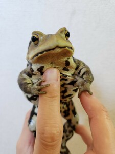 アズマヒキガエル ヒキガエル 蛙 カエル かえる 蟇蛙 ひきがえる 約9センチ オス 恐らくオス