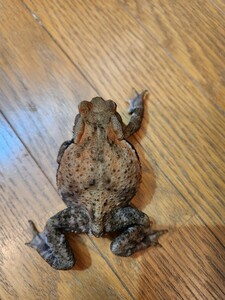 アズマヒキガエル ヒキガエル 蛙 カエル かえる 蟇蛙 ひきがえる 約7.5センチ 性別不明 とても元気！！